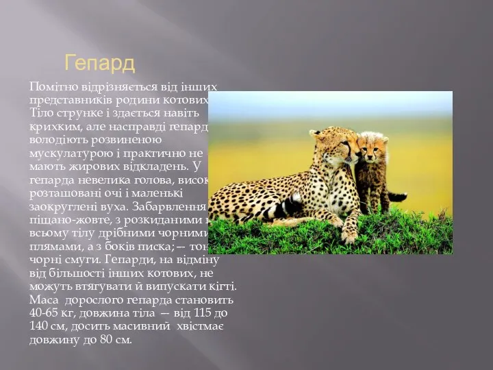 Гепард Помітно відрізняється від інших представників родини котових. Тіло струнке