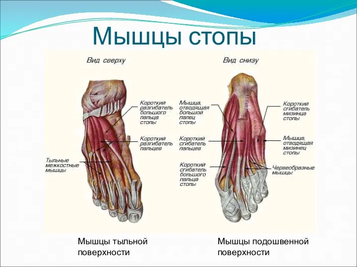 Мышцы тыльной поверхности Мышцы подошвенной поверхности Мышцы стопы