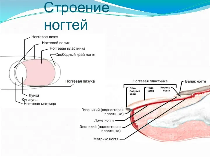 Строение ногтей