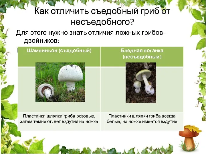 Как отличить съедобный гриб от несъедобного? Для этого нужно знать отличия ложных грибов-двойников: Пример 3.