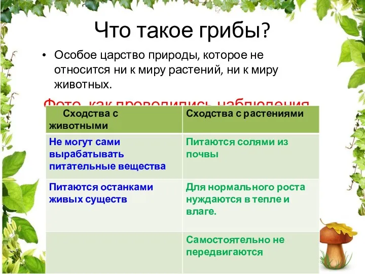 Что такое грибы? Особое царство природы, которое не относится ни