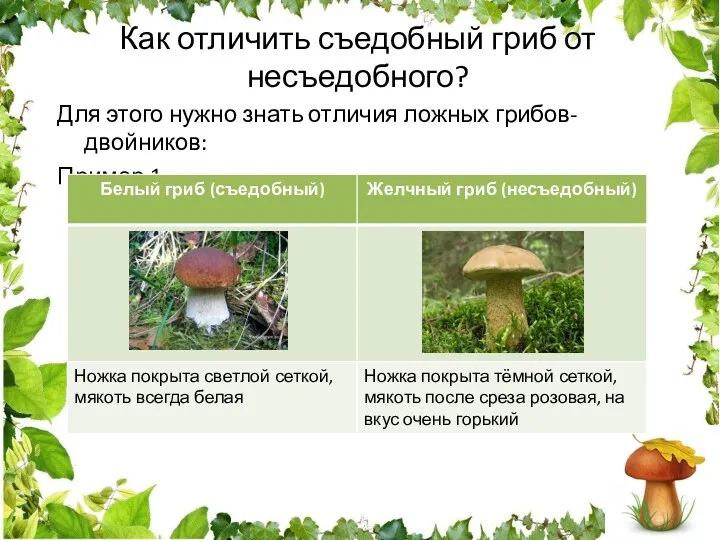Как отличить съедобный гриб от несъедобного? Для этого нужно знать отличия ложных грибов-двойников: Пример 1.