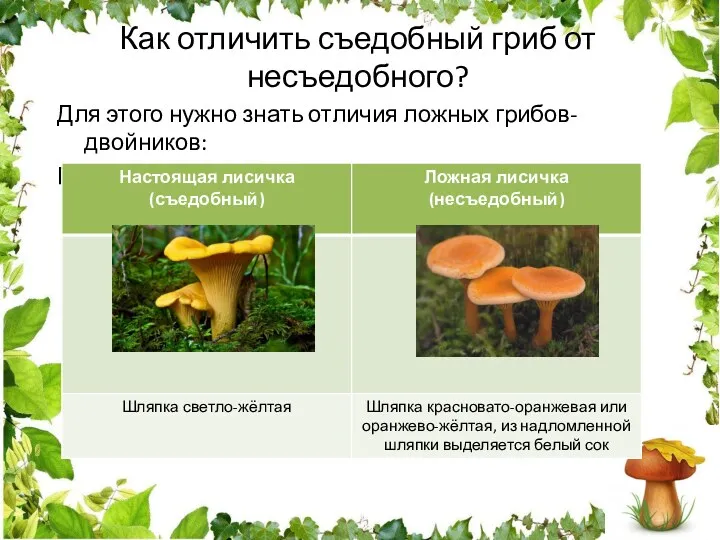 Как отличить съедобный гриб от несъедобного? Для этого нужно знать отличия ложных грибов-двойников: Пример 2.