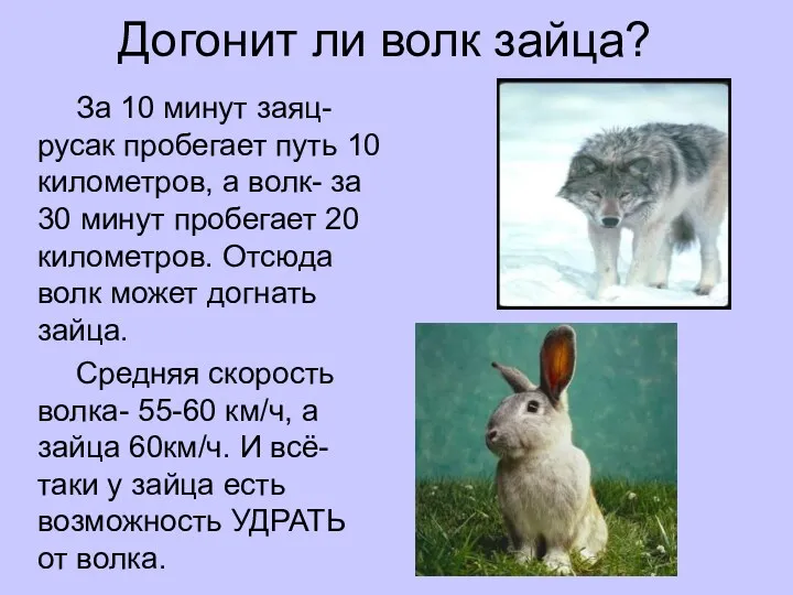 Догонит ли волк зайца? За 10 минут заяц-русак пробегает путь