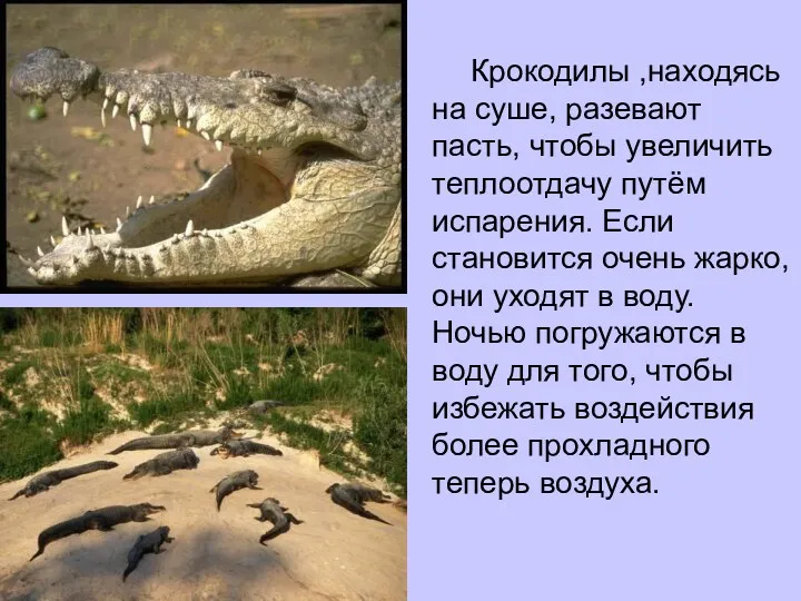 Крокодилы ,находясь на суше, разевают пасть, чтобы увеличить теплоотдачу путём
