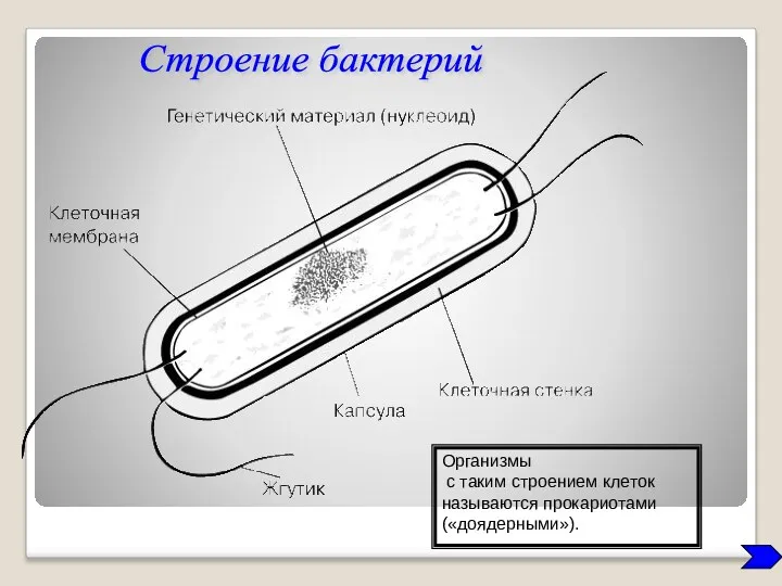 Организмы с таким строением клеток называются прокариотами («доядерными»). Строение бактерий