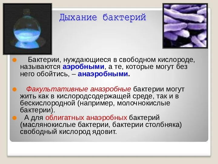 Бактерии, нуждающиеся в свободном кислороде, называются аэробными, а те, которые