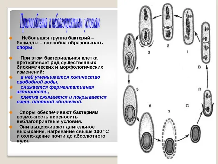 Небольшая группа бактерий – бациллы – способна образовывать споры. При