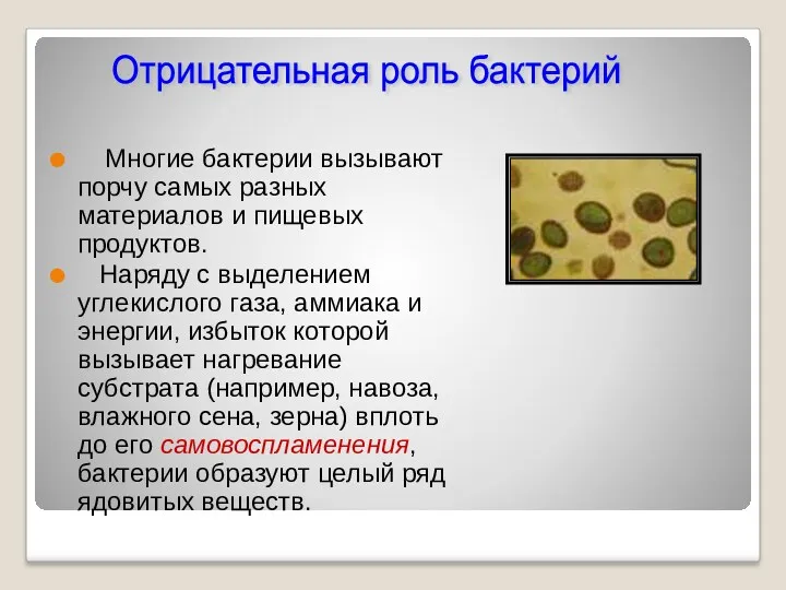 Многие бактерии вызывают порчу самых разных материалов и пищевых продуктов.