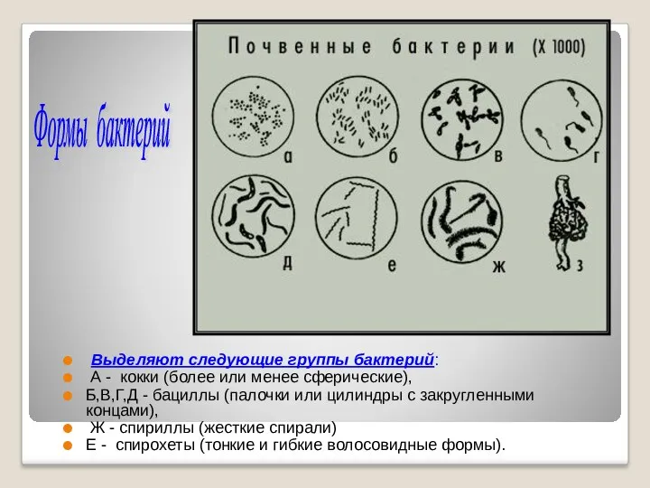 Выделяют следующие группы бактерий: А - кокки (более или менее