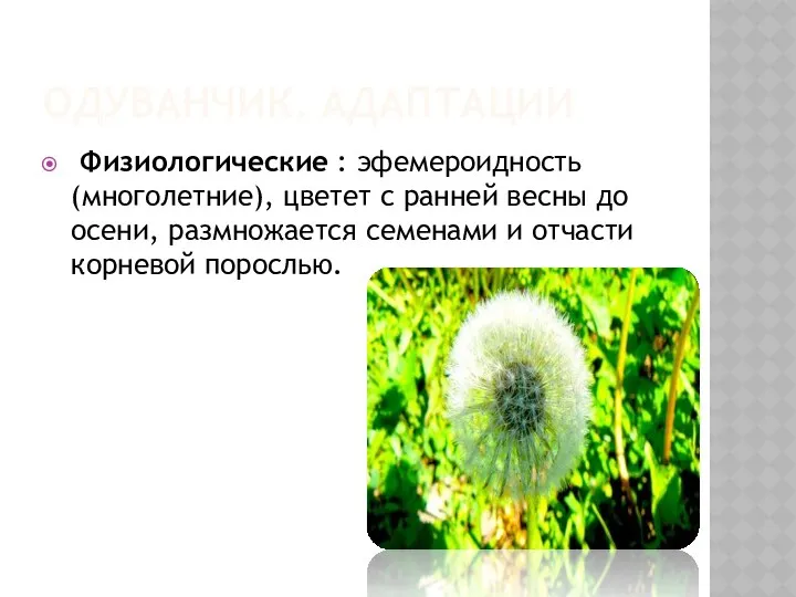 ОДУВАНЧИК. АДАПТАЦИИ Физиологические : эфемероидность (многолетние), цветет с ранней весны до осени, размножается