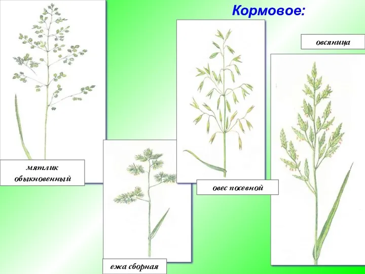 мятлик обыкновенный ежа сборная овес посевной овсяница Кормовое: