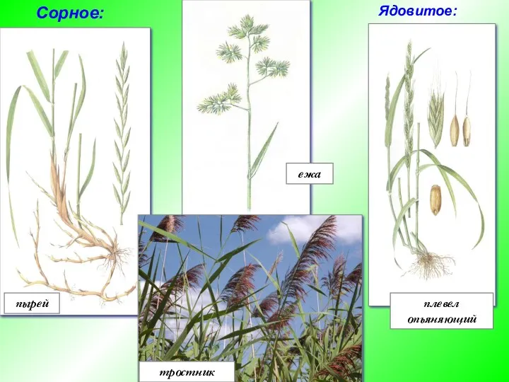 пырей ежа плевел опьяняющий тростник Сорное: Ядовитое: