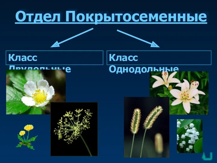 Отдел Покрытосеменные Класс Двудольные Класс Однодольные