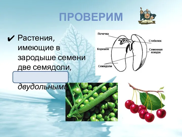 ПРОВЕРИМ Растения, имеющие в зародыше семени две семядоли, называют двудольными.