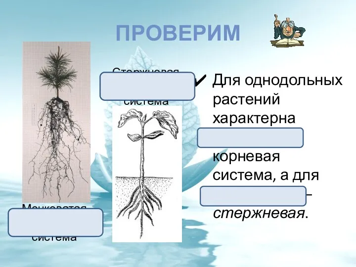 ПРОВЕРИМ Для однодольных растений характерна мочковатая корневая система, а для