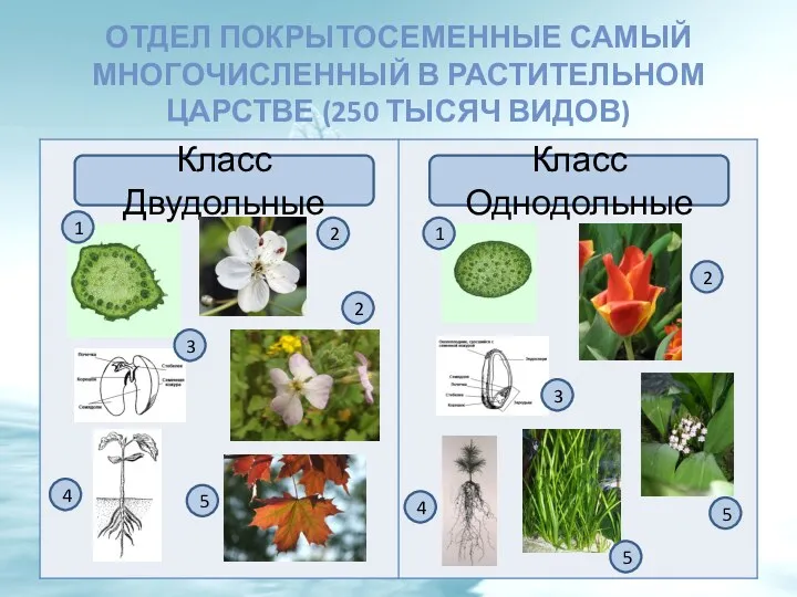 ОТДЕЛ ПОКРЫТОСЕМЕННЫЕ САМЫЙ МНОГОЧИСЛЕННЫЙ В РАСТИТЕЛЬНОМ ЦАРСТВЕ (250 ТЫСЯЧ ВИДОВ)