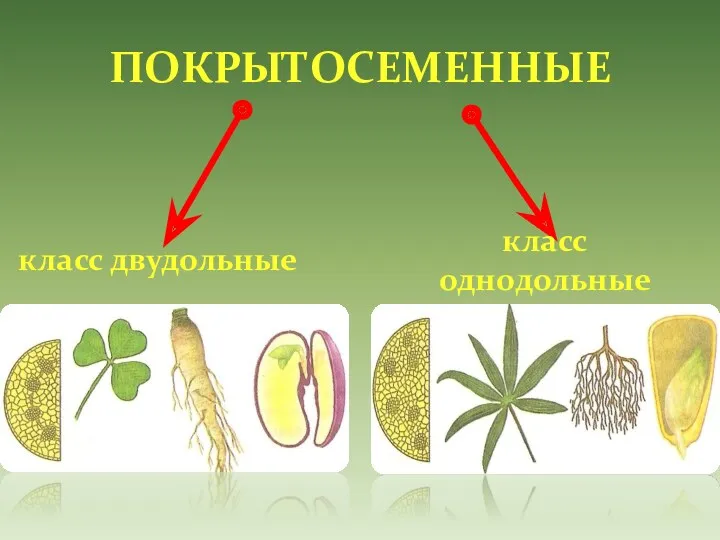 ПОКРЫТОСЕМЕННЫЕ класс двудольные класс однодольные