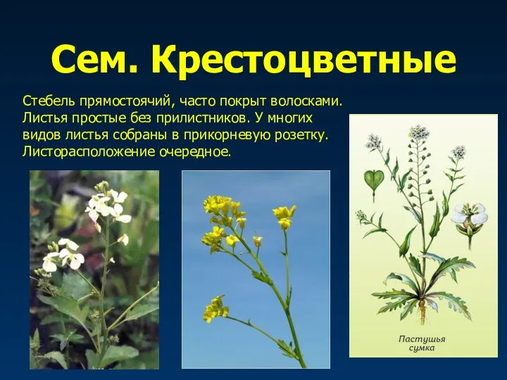 Сем. Крестоцветные Стебель прямостоячий, часто покрыт волосками. Листья простые без