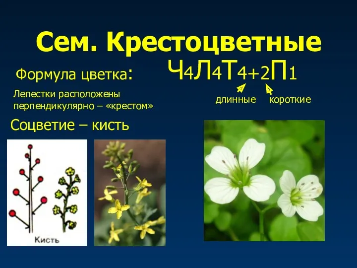 Сем. Крестоцветные Формула цветка: Ч4Л4Т4+2П1 длинные короткие Соцветие – кисть Лепестки расположены перпендикулярно – «крестом»