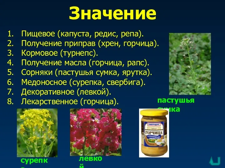 Значение пастушья сумка сурепка левкой Пищевое (капуста, редис, репа). Получение