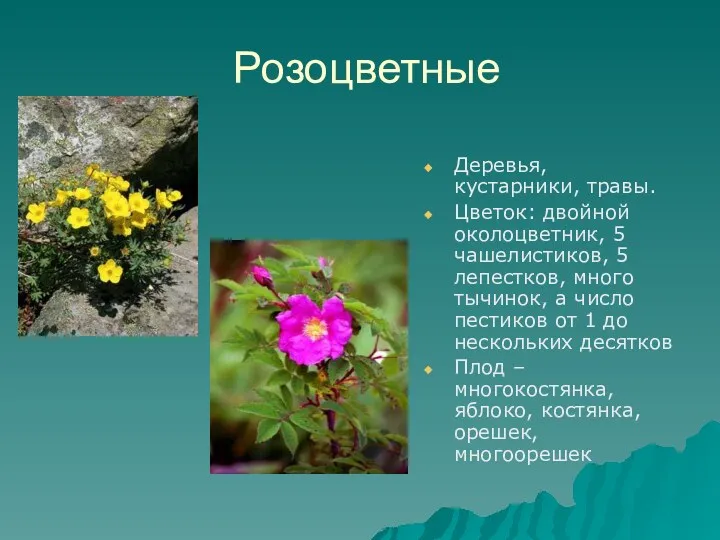 Розоцветные Деревья, кустарники, травы. Цветок: двойной околоцветник, 5 чашелистиков, 5