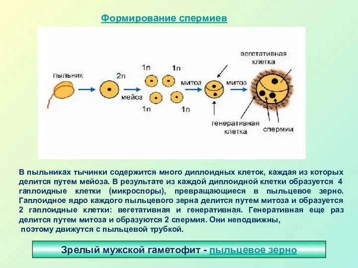 Зрелый мужской гаметофит - пыльцевое зерно Формирование спермиев В пыльниках