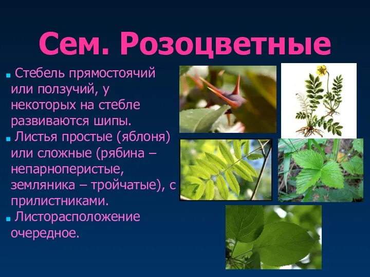 Сем. Розоцветные Стебель прямостоячий или ползучий, у некоторых на стебле