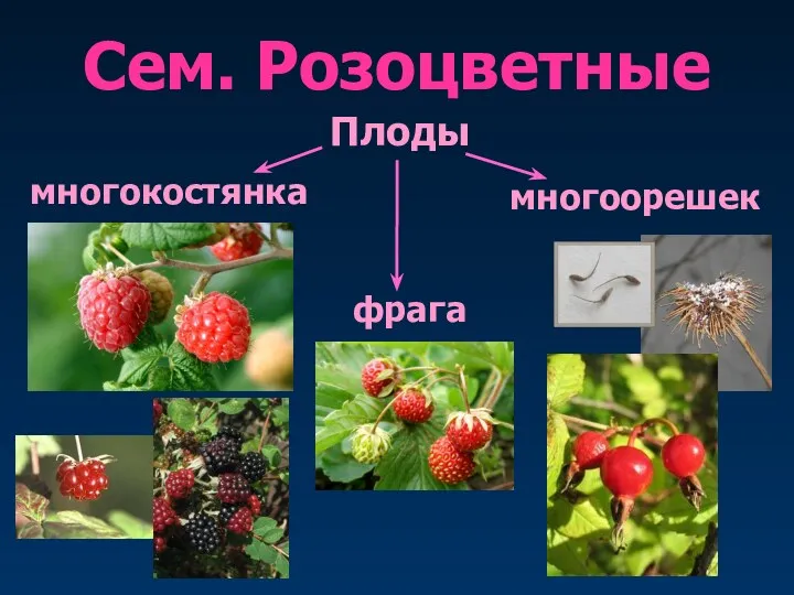 Сем. Розоцветные Плоды многокостянкаа многоорешек фрага