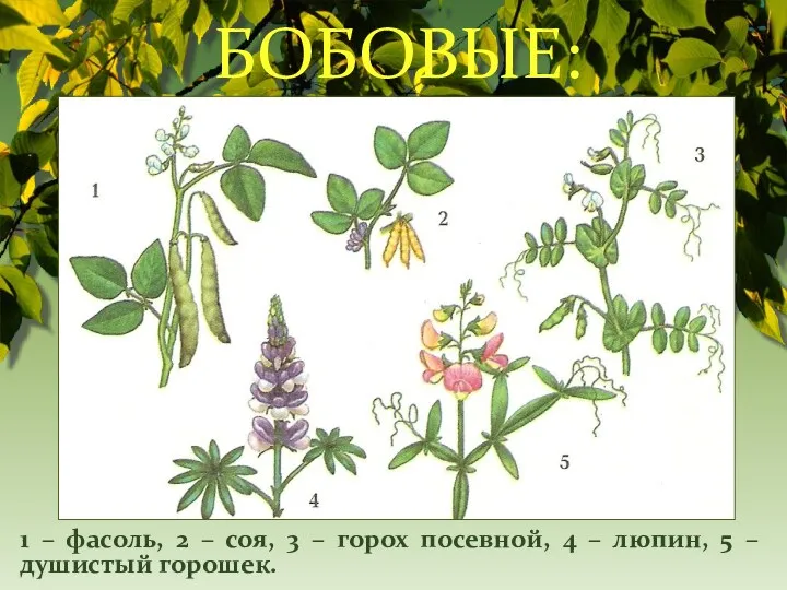 БОБОВЫЕ: 1 – фасоль, 2 – соя, 3 – горох