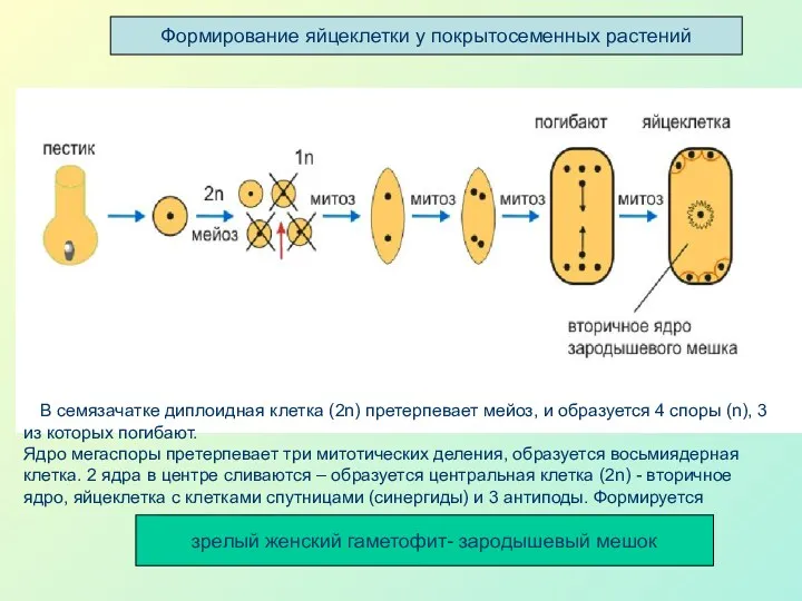 зрелый женский гаметофит- зародышевый мешок Формирование яйцеклетки у покрытосеменных растений