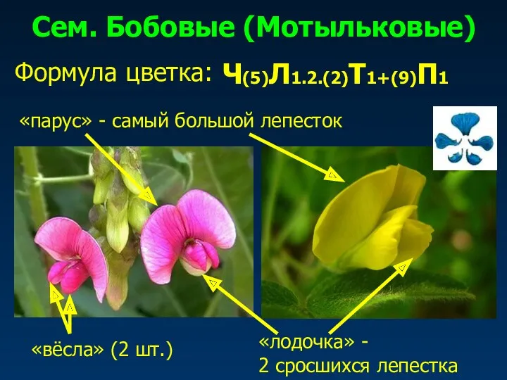 Сем. Бобовые (Мотыльковые) Формула цветка: Ч(5)Л1.2.(2)Т1+(9)П1 «парус» - самый большой