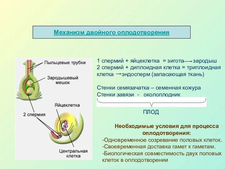 Механизм двойного оплодотворения 1 спермий + яйцеклетка = зигота зародыш