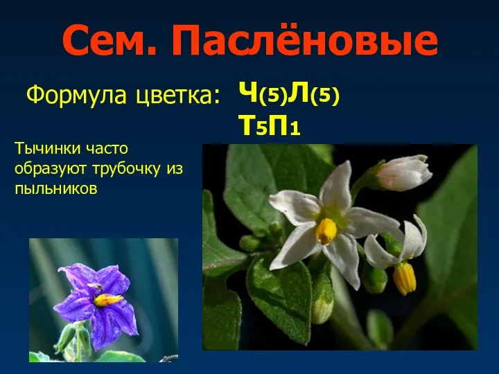 Сем. Паслёновые Формула цветка: Ч(5)Л(5)Т5П1 Тычинки часто образуют трубочку из пыльников