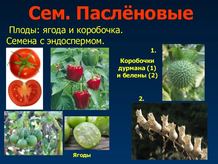 Сем. Паслёновые Плоды: ягода и коробочка. Семена с эндоспермом. Ягоды
