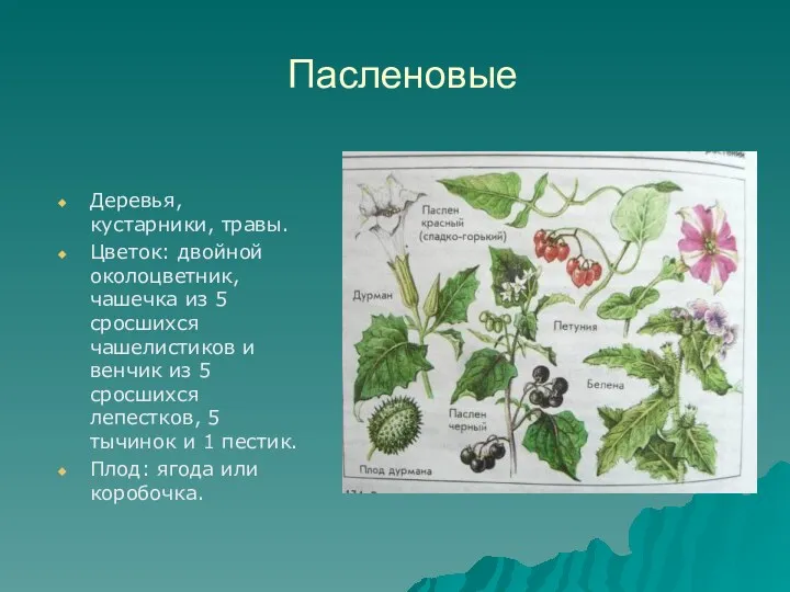 Пасленовые Деревья, кустарники, травы. Цветок: двойной околоцветник, чашечка из 5