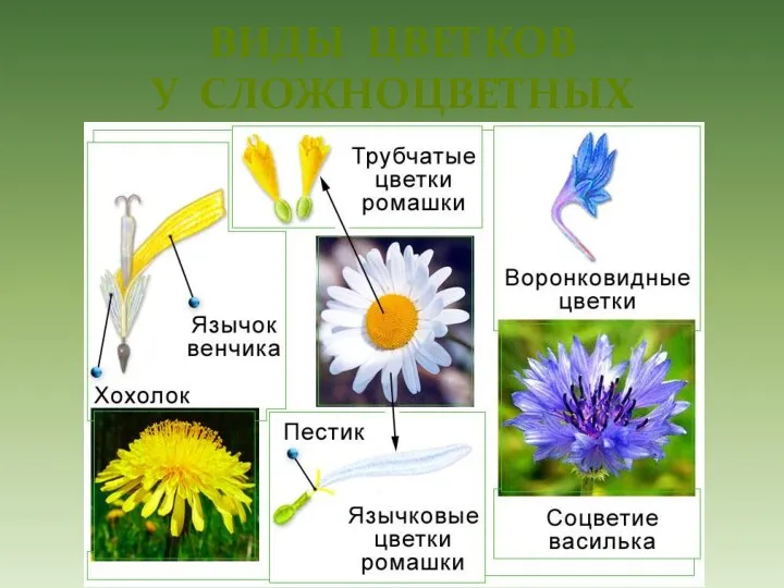 ВИДЫ ЦВЕТКОВ У СЛОЖНОЦВЕТНЫХ