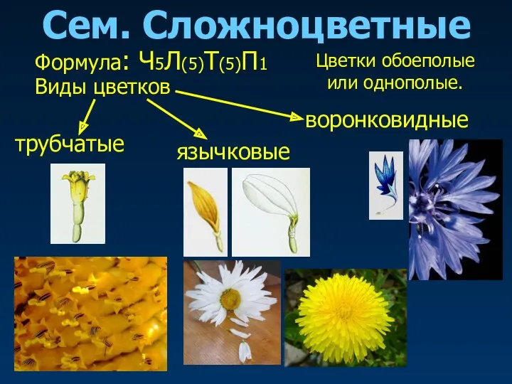 Сем. Сложноцветные Виды цветков трубчатые язычковые воронковидные Формула: Ч5Л(5)Т(5)П1 Цветки обоеполые или однополые.