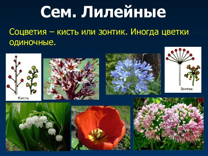 Сем. Лилейные Соцветия – кисть или зонтик. Иногда цветки одиночные.