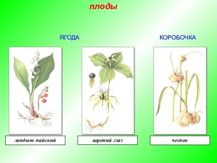 ЯГОДА КОРОБОЧКА ландыш майский вороний глаз чеснок плоды