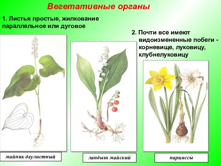 1. Листья простые, жилкование параллельное или дуговое 2. Почти все