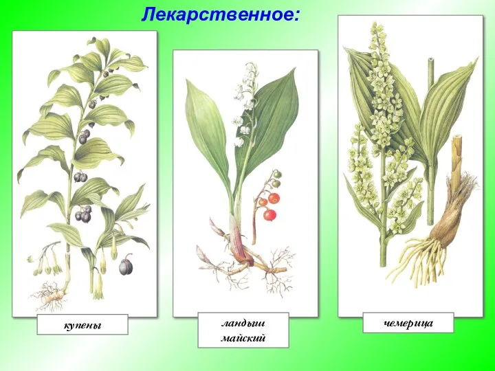 купены ландыш майский чемерица Лекарственное: