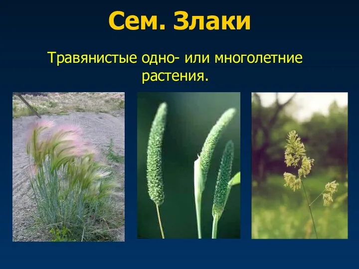 Сем. Злаки Травянистые одно- или многолетние растения.