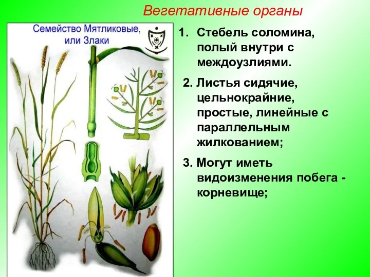 Стебель соломина, полый внутри с междоузлиями. 2. Листья сидячие, цельнокрайние,