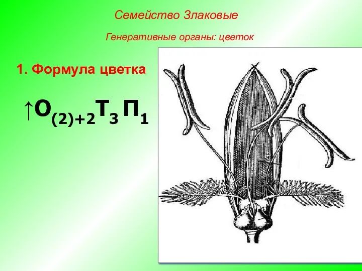 ↑О(2)+2Т3 П1 1. Формула цветка Семейство Злаковые Генеративные органы: цветок