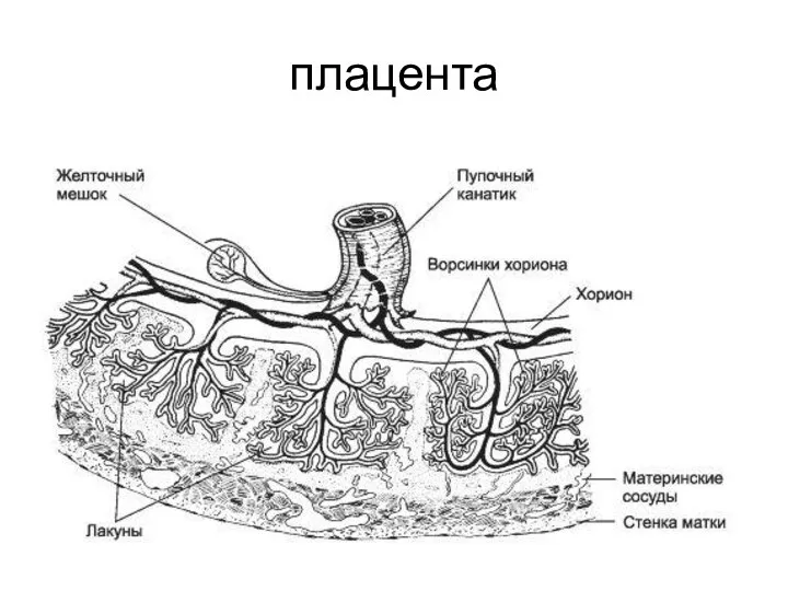 плацента