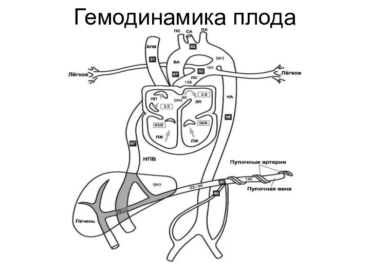 Гемодинамика плода