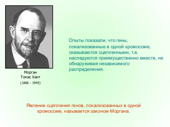 Опыты показали, что гены, локализованные в одной хромосоме, оказываются сцепленными,