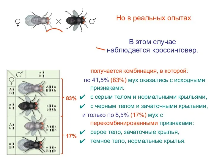 Но в реальных опытах В этом случае наблюдается кроссинговер. получается