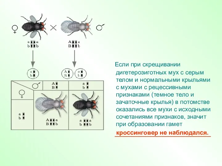 Если при скрещивании дигетерозиготных мух с серым телом и нормальными крыльями с мухами